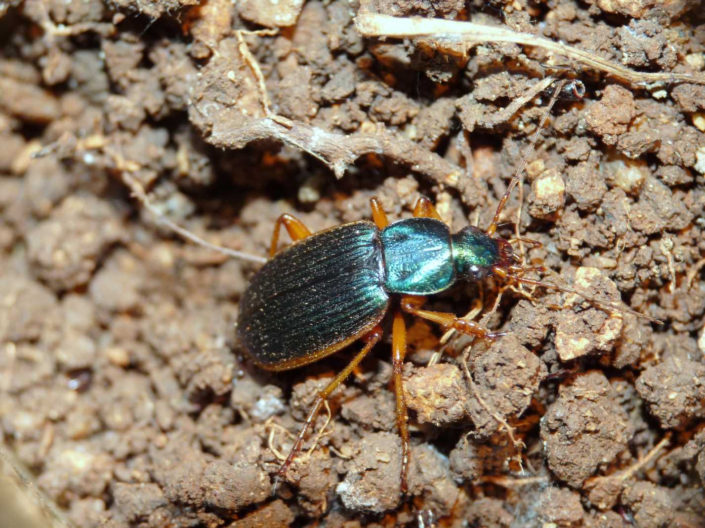 Chlaenius da determinare: Epomis dejeanii !!!